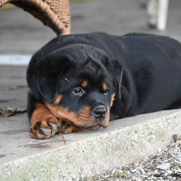 Baby Blue Bear - Black and mahogany male Rottweiler puppy in Bowling Green, Kentucky from Vom Bruderhof Rottweilers