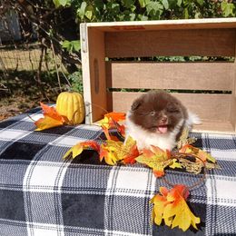 Grumpy - Chocolate parti male Pomeranian puppy in Ada, Oklahoma from Once Upon A Puff