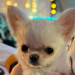 Girl 3 - Chihuahua puppy from Sweet Bean Chihuahuas