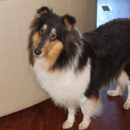 Dixie - Collie