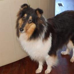 Dixie - Collie