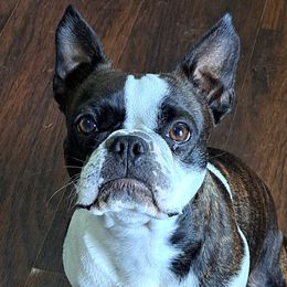 Lexus - Boston Terrier