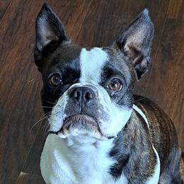Lexus - Boston Terrier