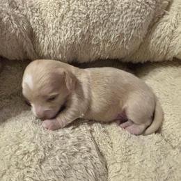 Merle - Cream male Dachshund puppy in Dobson, North Carolina from Oakleys Dachshund Haven