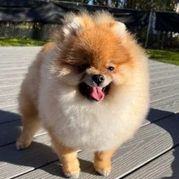 Chase - Pomeranian