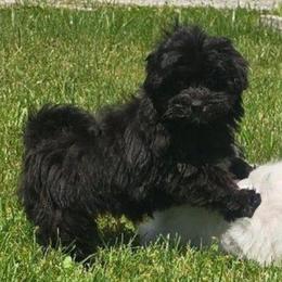Catia - Black female Maltipoo puppy in Lebanon, Kentucky from Mosaic Merle Doodles