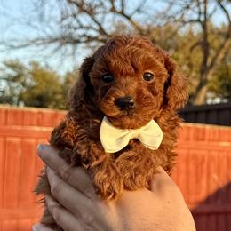 Poodle puppies from PRETTY IN RED POODLES