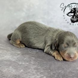 Voodoo - Gray (blue) and tan male Dachshund puppy in Fultonville, New York from Sandy Aussies & Pomeranians