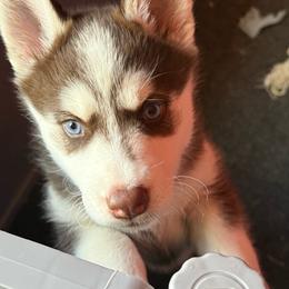 Andromeda - Red and white female Siberian Husky puppy in El Poso, Texas from Oasis Kennels