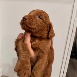 Dark Blue - Red  male Goldendoodle puppy in Bakersfield, California from Lavish Doodles