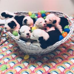 Old English Sheepdog Puppies from Bumblebears Old English Sheepdogs