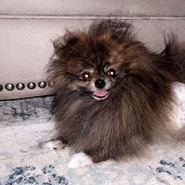 Koda - Pomeranian