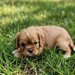 Charlie - Ruby male Cavalier King Charles Spaniel puppy in Pennsylvania from Julie's Cavalier King Charles Spaniels