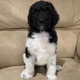 Zeta - Parti female Poodle puppy in Troy, New Hampshire from SP Standard Poodles