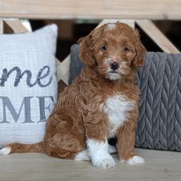Story - Red  female Goldendoodle puppy in Beverly Hills, Florida from Bundle of Joy Doodles