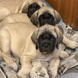 Mastiff Puppies from Green Meadow Mastiffs and Border Collies