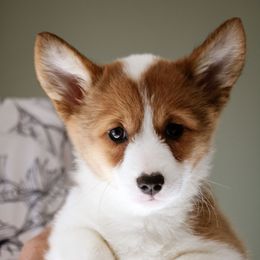 Anna - Red Pembroke Welsh Corgi puppy in South Otselic, New York from Ridge Top Corgis