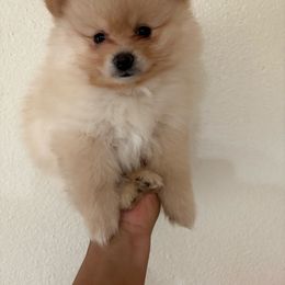 Kio - Cream male Pomeranian puppy in Glendale, Arizona from Fam. Pomerania