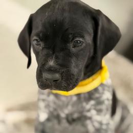 Dakota - Black roan female German Shorthaired Pointer puppy in Conroe, Texas from The Tipsy Rabbit