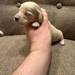 Very Petite Boy - Cream male Dachshund puppy in Walla Walla Valley, Oregon from English Cream Dachshunds