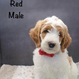 Red - Parti male Goldendoodle puppy in Maryville, Tennessee from Twin City Doodles