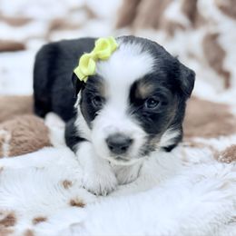 Yellow - Black tri female Miniature Australian Shepherd puppy in 32046, Florida from River Hill Ranch