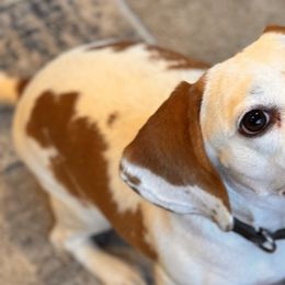Beagles and Staffordshire Bull Terriers from Thor’s Beagles & Maha’s Staffy