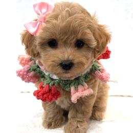 Juliet - Apricot female Maltipoo puppy in Spring, Texas from GlamPaw Maltipoos