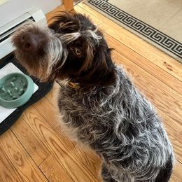 Wirehaired Pointing Griffon All Grown Up from Maine Backwoods Kennel