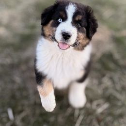 Australian Shepherd Puppies from DeVos Australian Shepherds