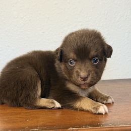 Boy 4 - Red tri-color male Miniature American Shepherd puppy in Eugene, Oregon from AKC Emerald Valley Minis