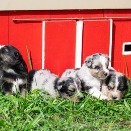 Miniature Australian Shepherd puppies from Garretts Green Acres
