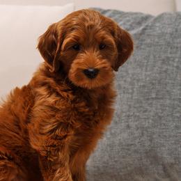Goldendoodles from Bridges Goldendoodles