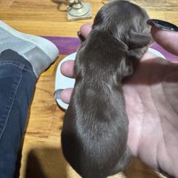 Tessa - Chocolate and tan female Dachshund puppy in Cabool, Missouri from Dachshund's of Country Magic Farms in Missouri