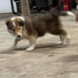 Gingerbread - Sable and white female Collie puppy in Richmond, Kentucky from Puppy Dog City