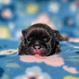 Brindle boy - Brindle male French Bulldog puppy in Polk City, Florida from Best Friend Frenchies, LLC