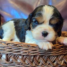 Kim - Tri-color female Cavalier King Charles Spaniel puppy in Paulden, Arizona from Nine Mile Cavaliers