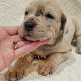 Custard- Merle Female - Merle female Great Dane puppy in Grass Lake, Michigan from Harrison Danes