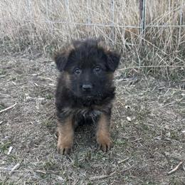 Green - Black and red male German Shepherd puppy in Herrick, South Dakota from Dakota Shepherds Kennels
