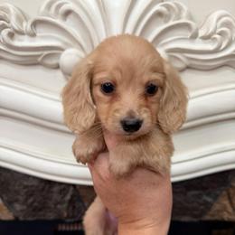 Girl 2 - Cream female Dachshund puppy in Stamford, Texas from West Texas Miniature Dachshunds