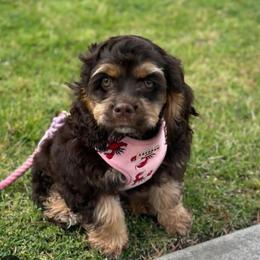 Cocker Spaniel All Grown Up from Southern Country Cockers