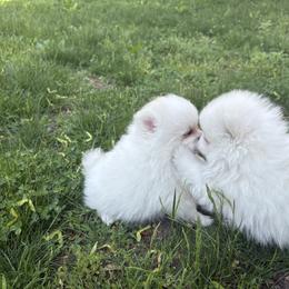French Bulldog and Pomeranian Puppies from Heartfelt Kennels
