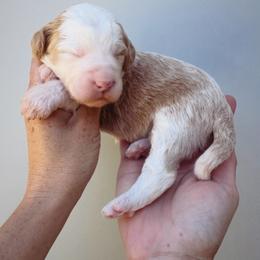 Abigail - Apricot female Aussiedoodle puppy in Orland, California from Shockley’s Elite Doodles