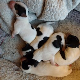 Parson Russell Terrier Puppies from Montana Jacks