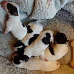 Parson Russell Terrier Puppies from Montana Jacks