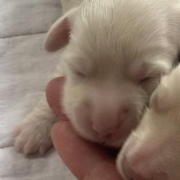 EE English Cream Female Longhair - Cream female Dachshund puppy in Bethany, Connecticut from Mardox Dachshunds