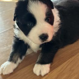 Lucky - Black & white male Miniature American Shepherd puppy in Reelsville, Indiana from Bond’s MAS