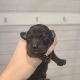 Razzle - Red male Dachshund puppy in Okeechobee, Florida from Far Far Away Dachshunds