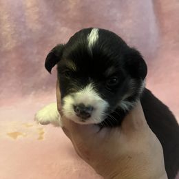Pembroke Welsh Corgi Puppies from Simply loved corgis