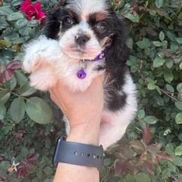 Girl 2 - Black white and tan female Cocker Spaniel puppy in Greensboro, North Carolina from Cochran Spaniels